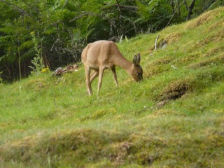 Deer in the garden on the final morning at Mar House