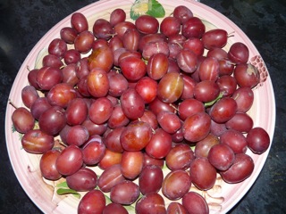Jessie's friend gave us a bag of plums. Worryingly, this is not all of them.