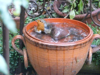 A robin giving itself a thorough wash in our garden.