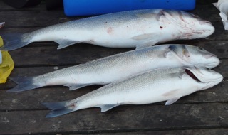 Fish on Cromer pier on Sunday: no sign of loaves