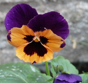 A rather fetching pansy pictured in our front garden this afternoon.