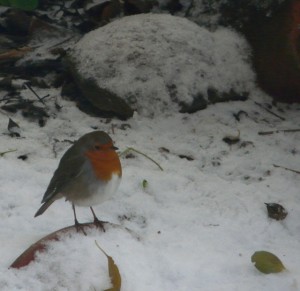 Local robin, very friendly.
