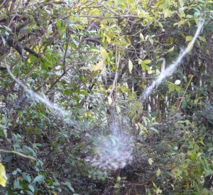 Imprint of bird on kitchen window