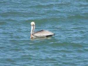 pelican