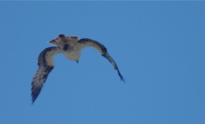 osprey