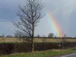 rainbow and tree