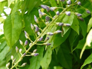 wisteria