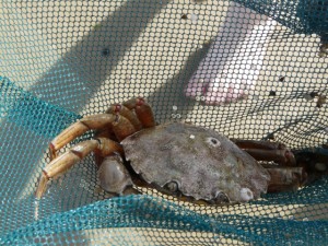 Crab
