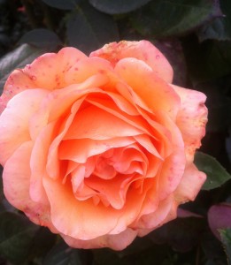 A rose in Jessie's garden