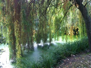 Wensum Park, during a walk on Monday