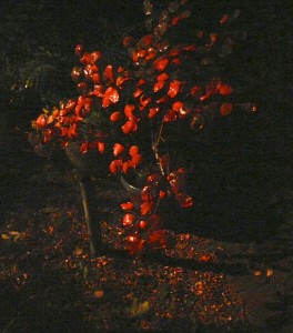 One of our plants illuminated at night by light from kitchen: photo slightly enhanced