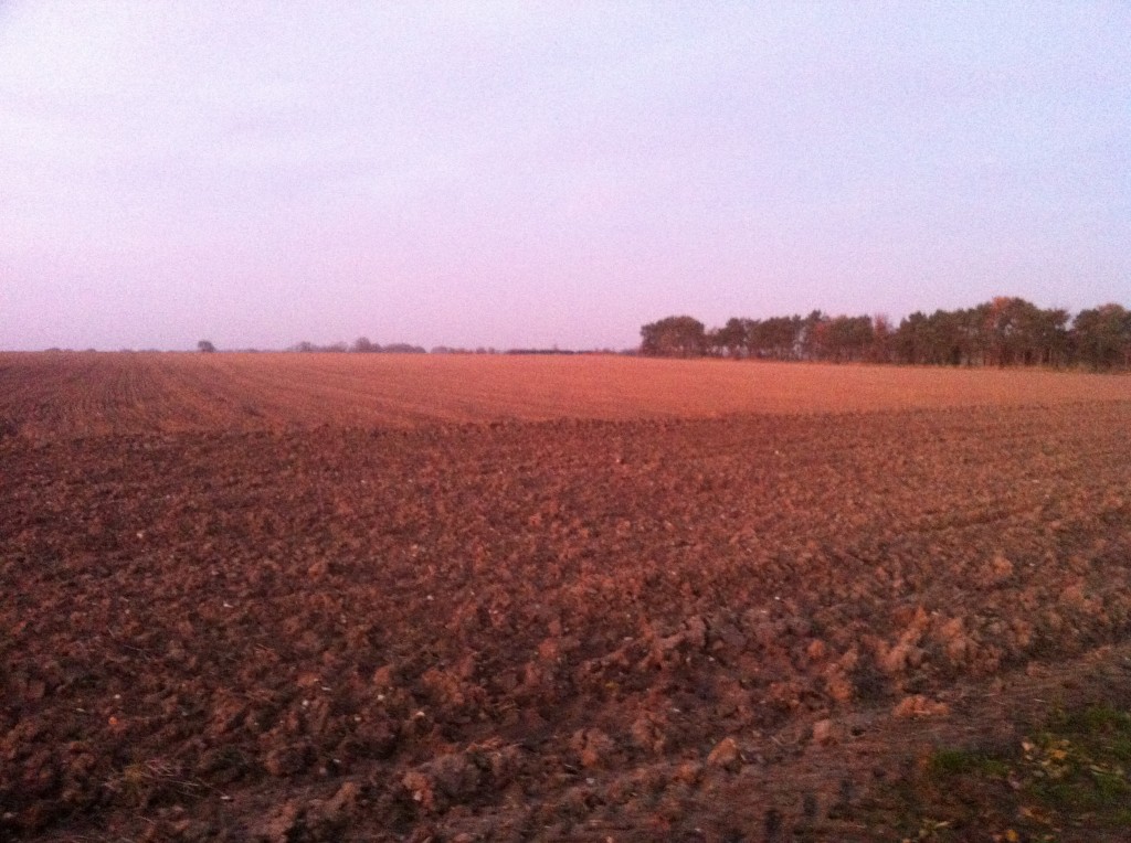 Sunset glow on a ploughed field at Rockland