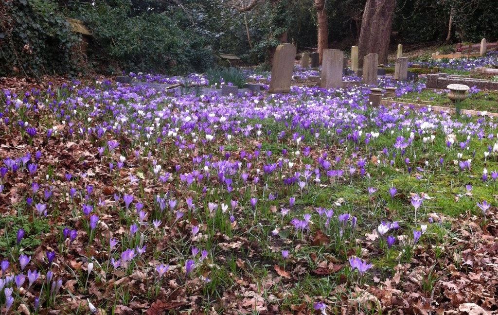 Crocuses in the Rosary