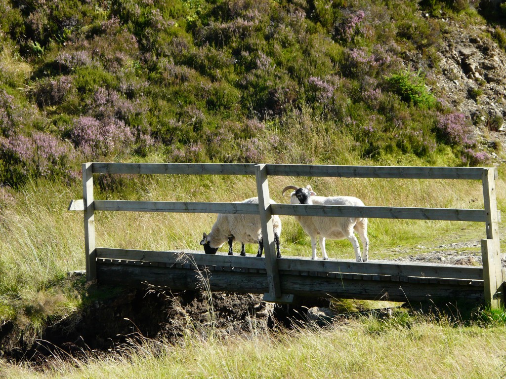 Sheep in charge of a footbridge near the Well of Lecht
