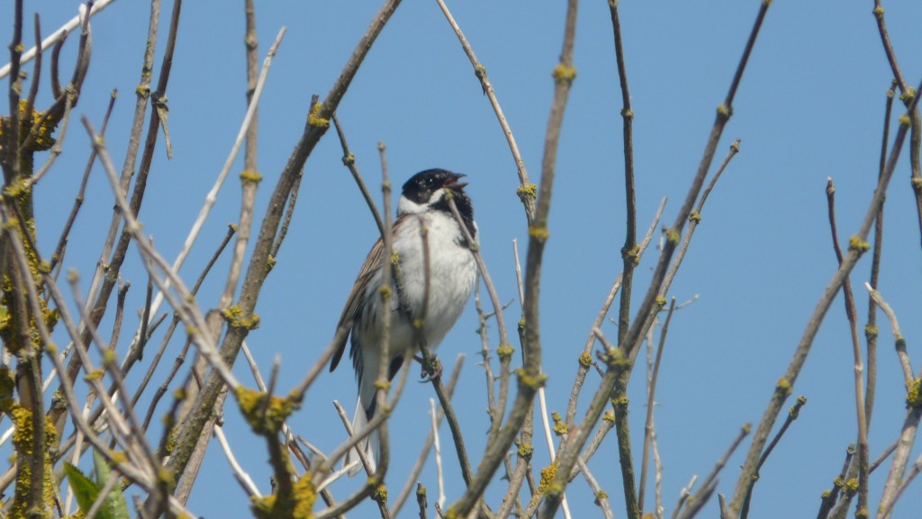 Reed bunting at Cley