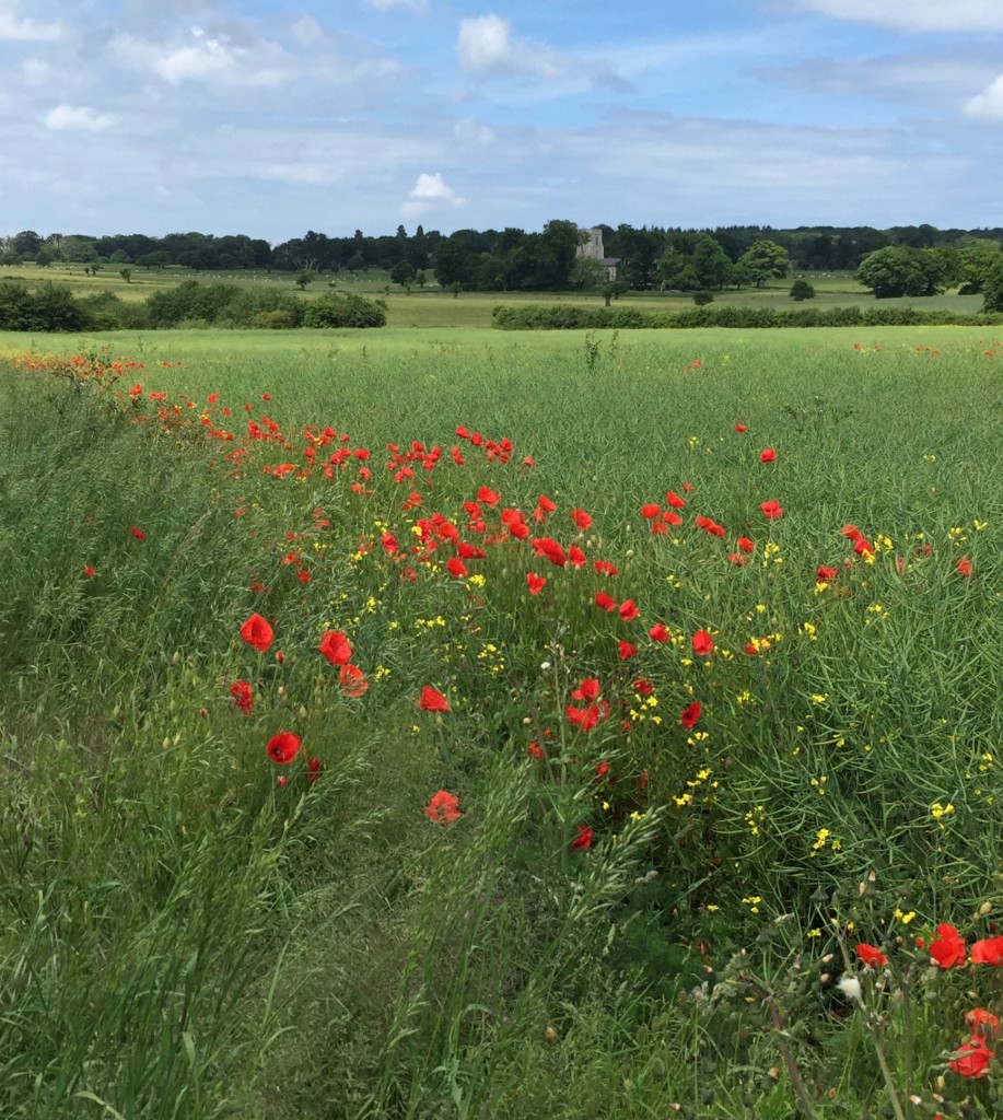 A short cut between Felbrigg and Metton.