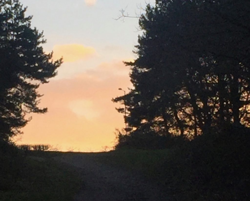 Towards the end of the day: walking up out of Colney woods to the road.