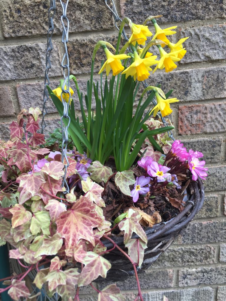 Signs of spring: Dot's hanging basket in the back garden.