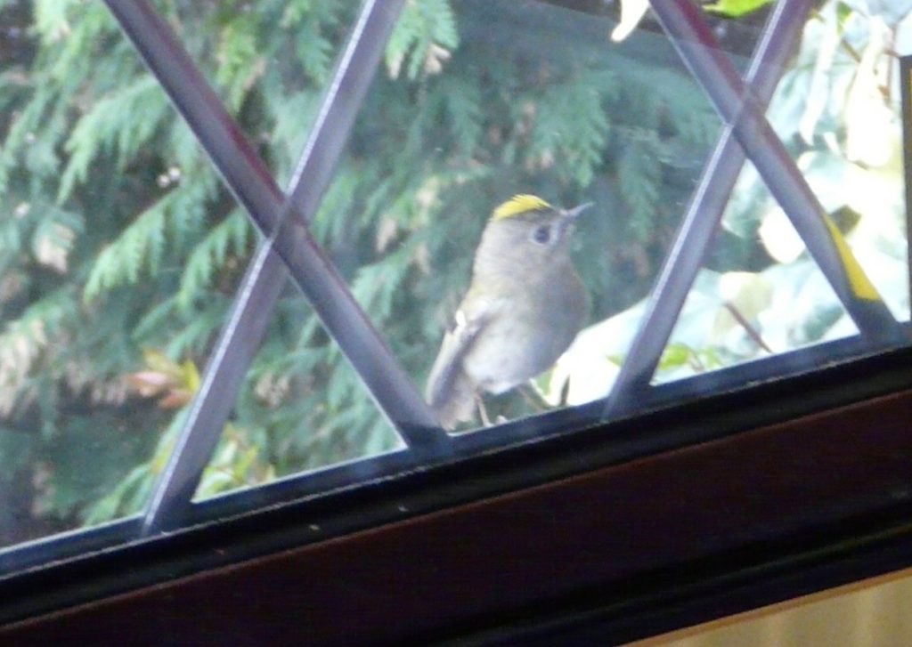 Goldcrest in the garden.