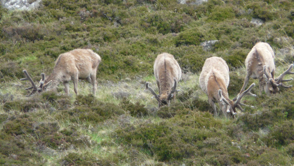 Deer in Glen Muick.