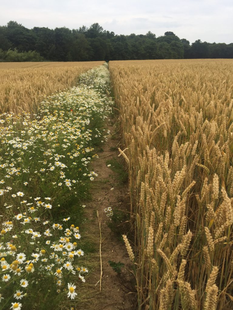 Flowers on the path through a field near Metton.